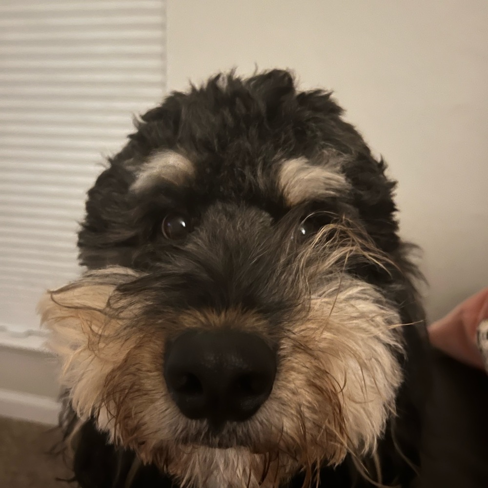 Meet your Posher, Mady B